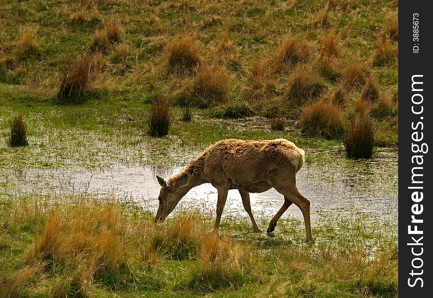 New Zealand Queenstown Deer Park