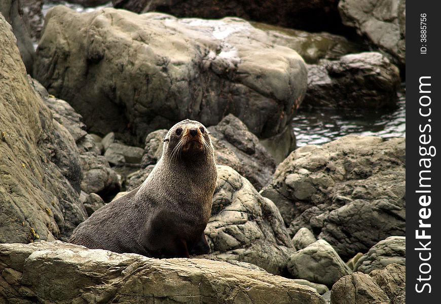 South Pacific new zealand fur seal. Kaikoura (new zealand); seaside settlement situated halfway between Christchurch and Picton. Is a base for wildlife experiences of all kinds. You can walk to see fur seal colonies.