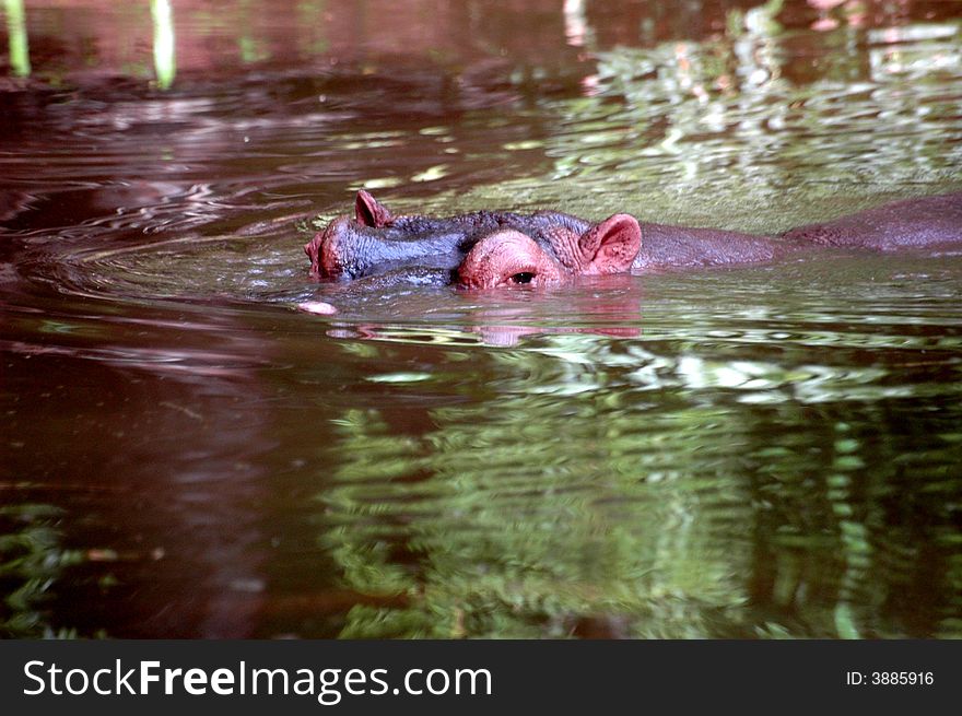 Wildlife shot of a young hippo