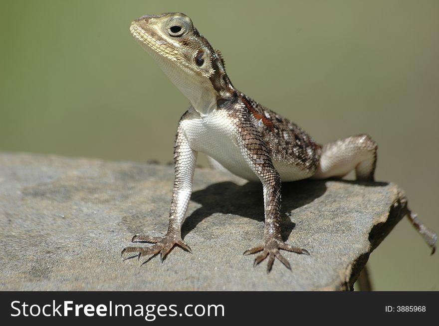 A colourful lizard on a rock