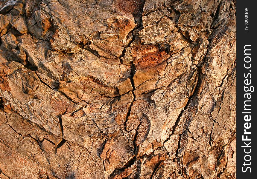 Old Tree Bark