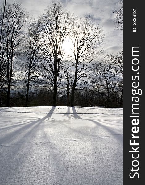 Naked trees with long shadows at the snow on sunset