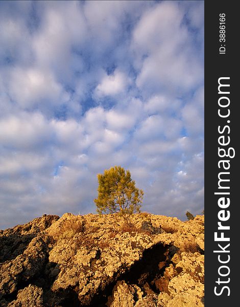 Mediterranean tree on volcano with sky and clouds on background. Mediterranean tree on volcano with sky and clouds on background