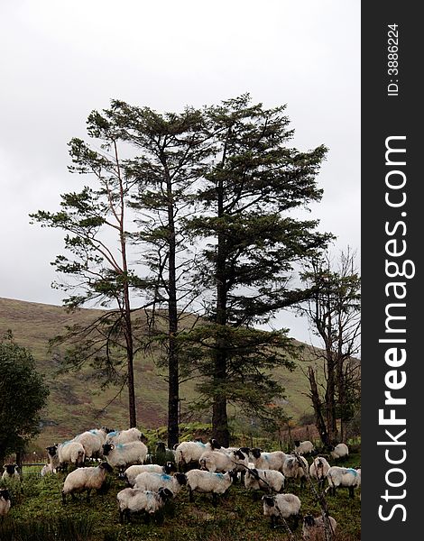 An irish farm with sheep ready for dipping. An irish farm with sheep ready for dipping