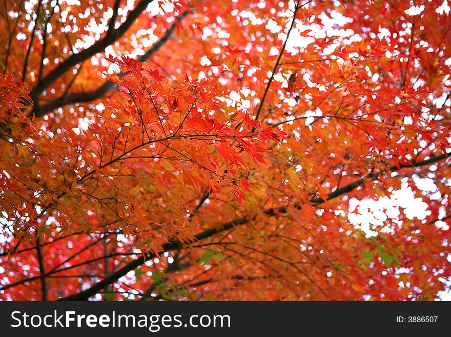 Japanese tree with red leaves in autumn. Japanese tree with red leaves in autumn