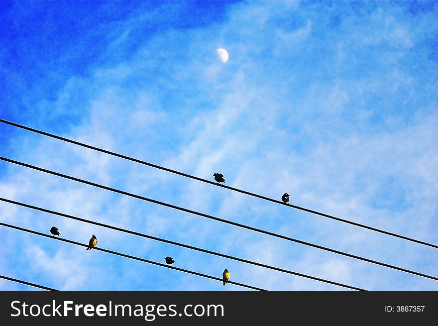 Birds on wire with the background of moon. Birds on wire with the background of moon