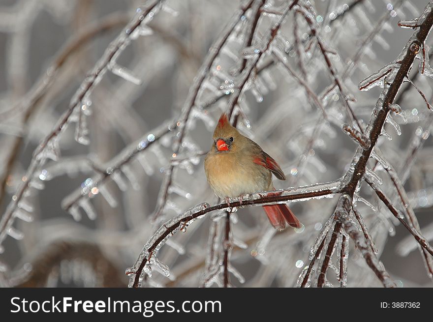 A light colored but beautiful female cardinal perched on an icy branch. A light colored but beautiful female cardinal perched on an icy branch.