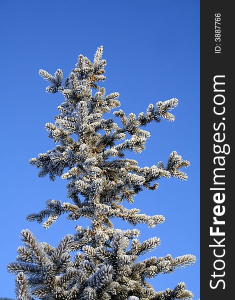 Fir tree on background of the sky