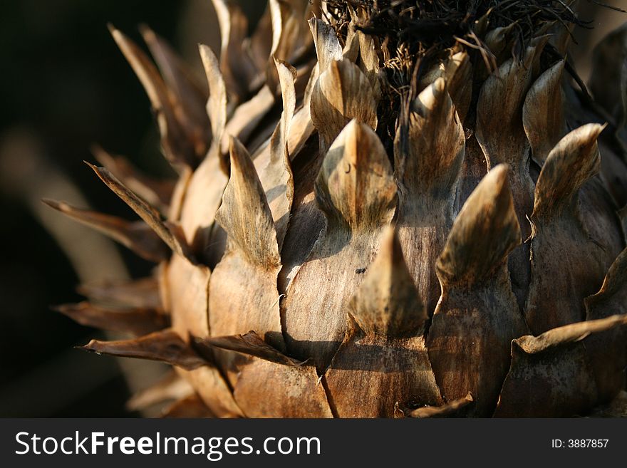 Seed head of a garden plant