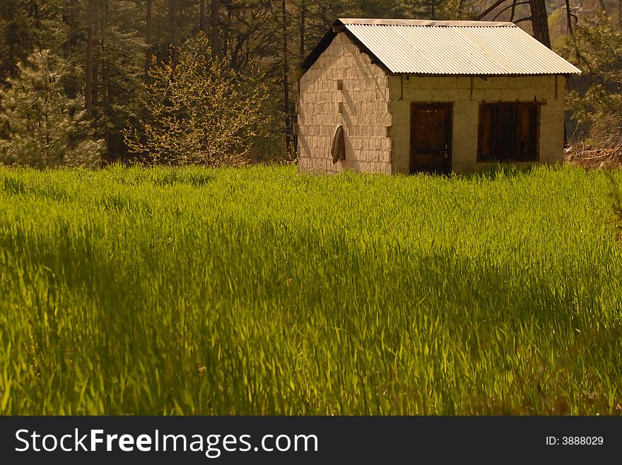 Rice And House