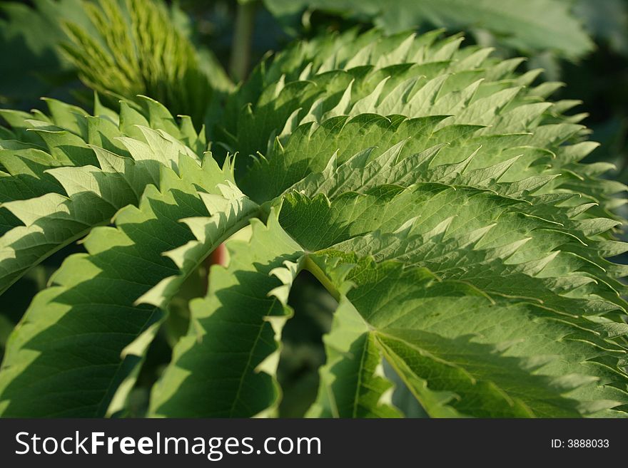 Patterned leaf of a garden plant