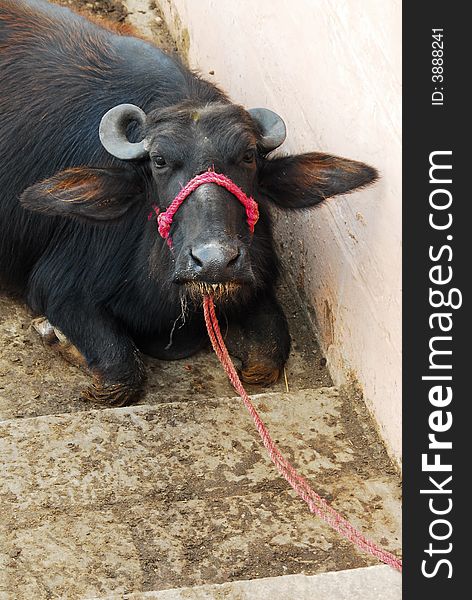 An angry ox tied with a red string. An angry ox tied with a red string.