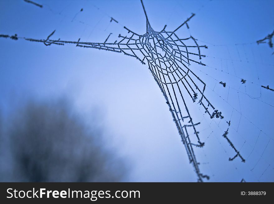 Spider web in the morning of a cold december day. Spider web in the morning of a cold december day