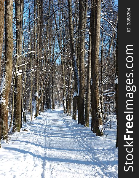 Winter sunny day, solitary path with naked trees in park. Winter sunny day, solitary path with naked trees in park