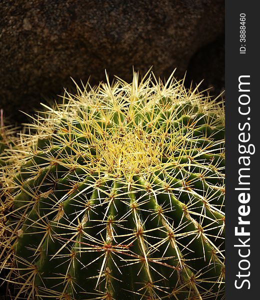 Closeup of a barrel cactus, highlighting the intricate spines. Closeup of a barrel cactus, highlighting the intricate spines.