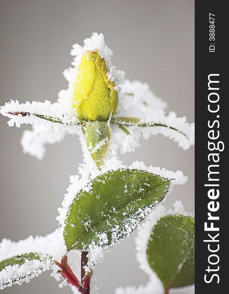 Yellow rose crown covered with frost, isolated. Yellow rose crown covered with frost, isolated