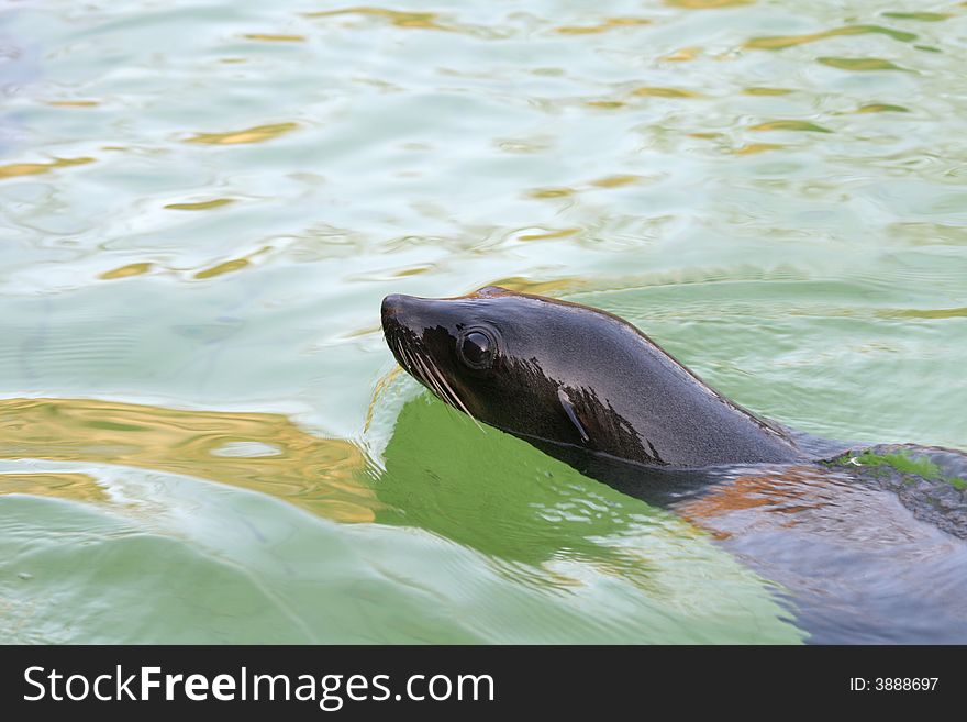 Floating eared seal in a zoo of Berlin
