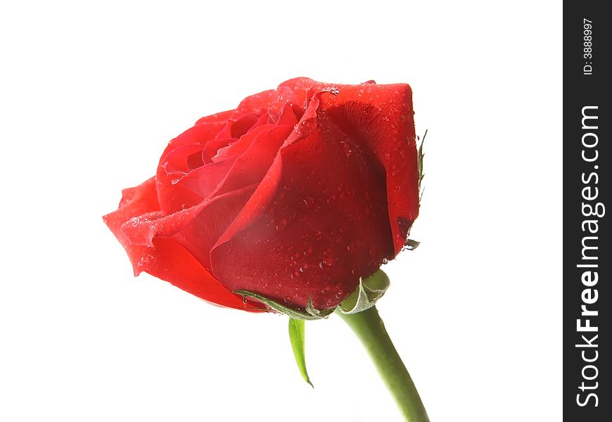 Red rose close-up on white background