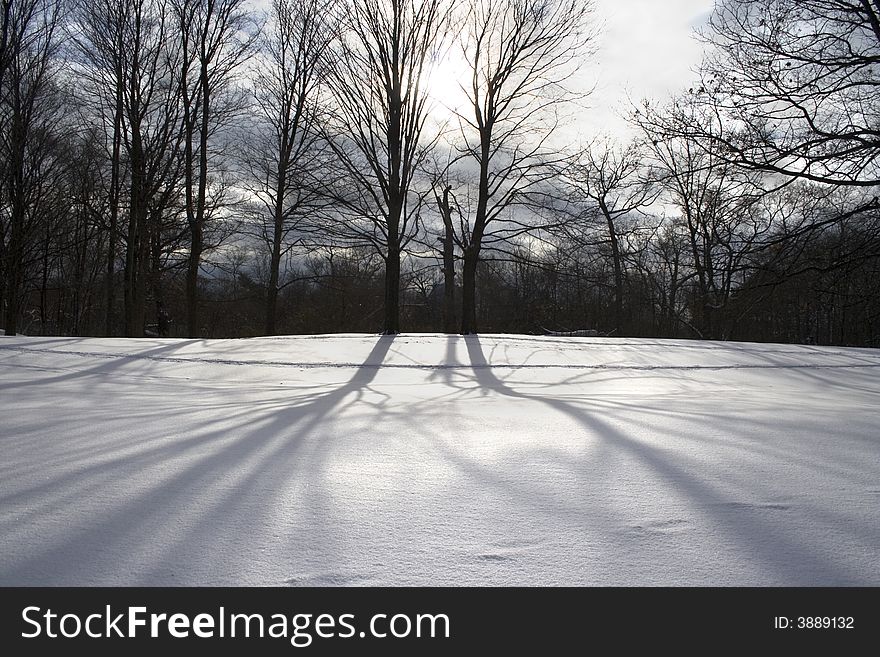 Naked trees with long shadows at the snow on sunset. Naked trees with long shadows at the snow on sunset