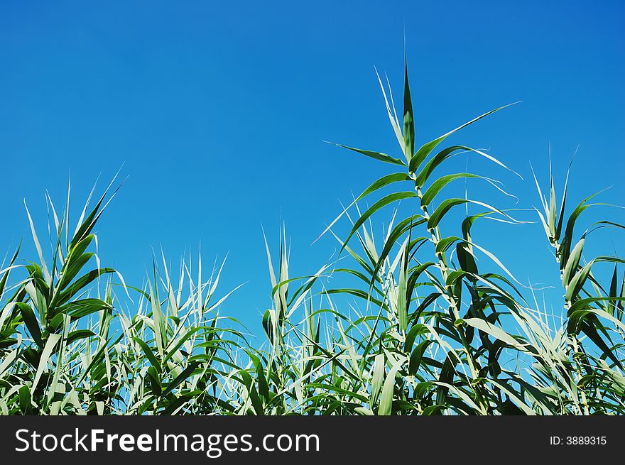 Bamboo leaves against blue sky