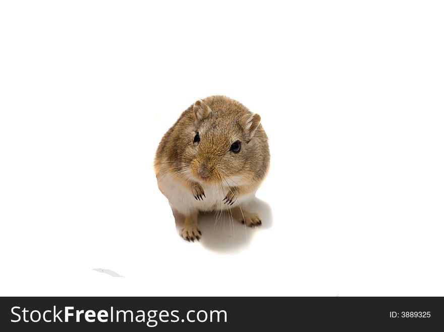Home pet jerboa, isolated on white. Home pet jerboa, isolated on white