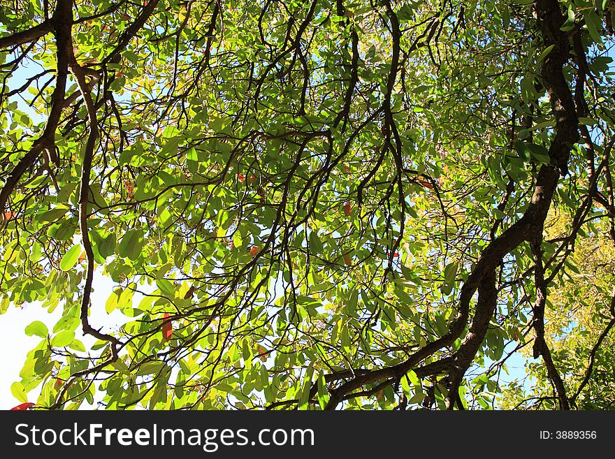 Tree branches view upwards, fall season. Tree branches view upwards, fall season