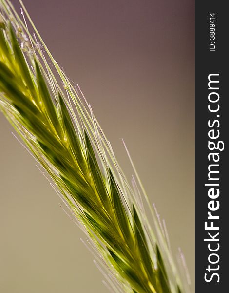 Close up of green corn