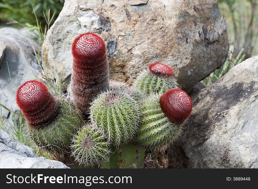 Blooming cactus is growing between the stones. Blooming cactus is growing between the stones