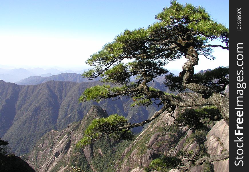 Crooked pine overlooking the craggy tops of the Yellow Mountains in China.