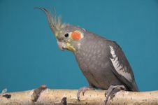 Cockatiel Stock Photo Cockatiel Stock Photo