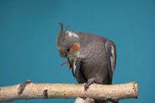Cockatiel Royalty Free Stock Photo Cockatiel Royalty Free Stock Photo