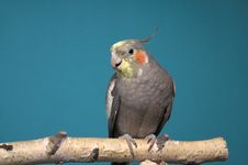 Cockatiel Royalty Free Stock Photography Cockatiel Royalty Free Stock Photography