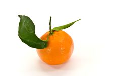 A Fresh Tangerine - Close Up Royalty Free Stock Photos A Fresh Tangerine - Close Up Royalty Free Stock Photos