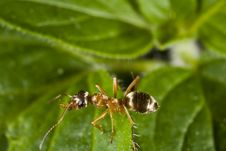 Red Ant Perched On Leaf Stock Photography