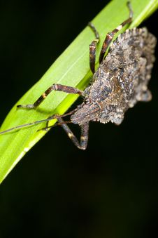 Brown Stink Bug Stock Photography Brown Stink Bug Stock Photography