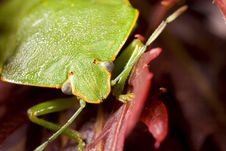Closeup Of Green Stink Bug Royalty Free Stock Photos Closeup Of Green Stink Bug Royalty Free Stock Photos