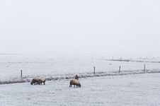 Winter Scene Royalty Free Stock Images Winter Scene Royalty Free Stock Images