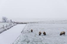 Winter Scene Stock Photography Winter Scene Stock Photography