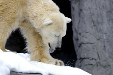 Polar Bear Stock Photography Polar Bear Stock Photography