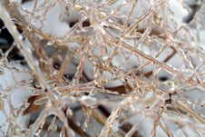 Ice Covered Grass Royalty Free Stock Images Ice Covered Grass Royalty Free Stock Images