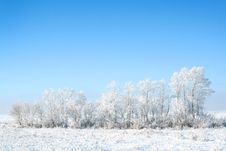 Frozen Trees Stock Images Frozen Trees Stock Images