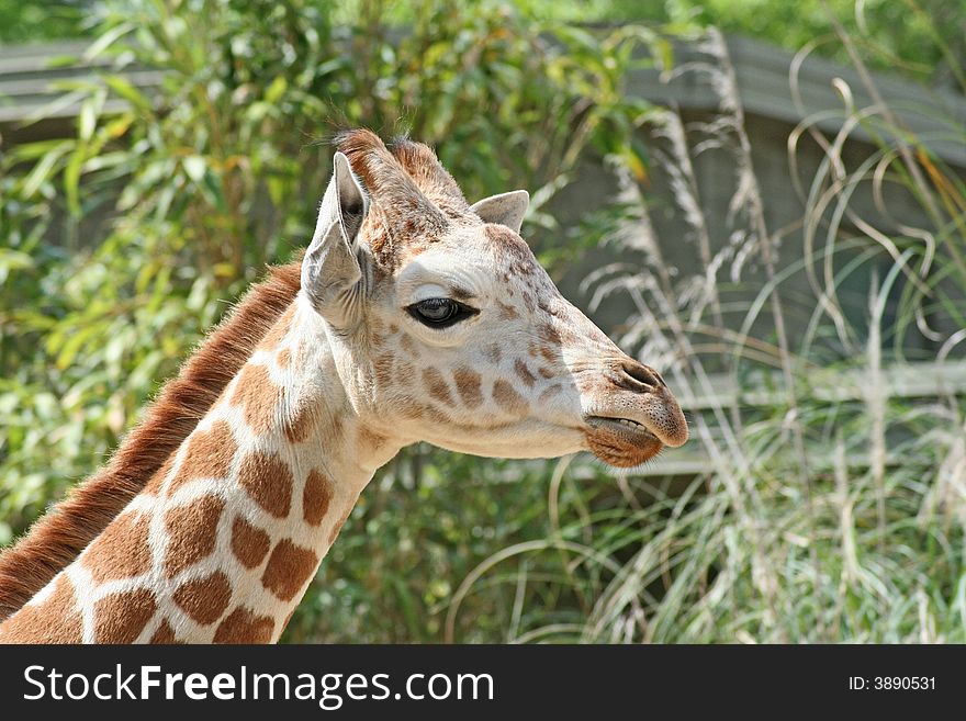 Close-up of a young giraffe.