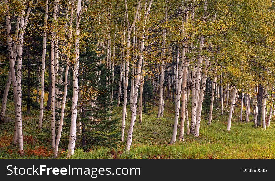 Autumn Birch Trees