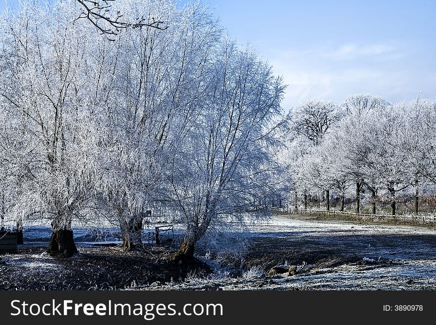 Meadow with trees in a winter landscape,. Meadow with trees in a winter landscape,