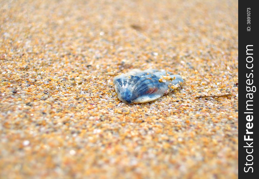 Marine Cockleshell Sand sea mollusk travel beach