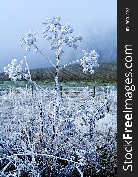 A icy flower in a winter landscape. A icy flower in a winter landscape