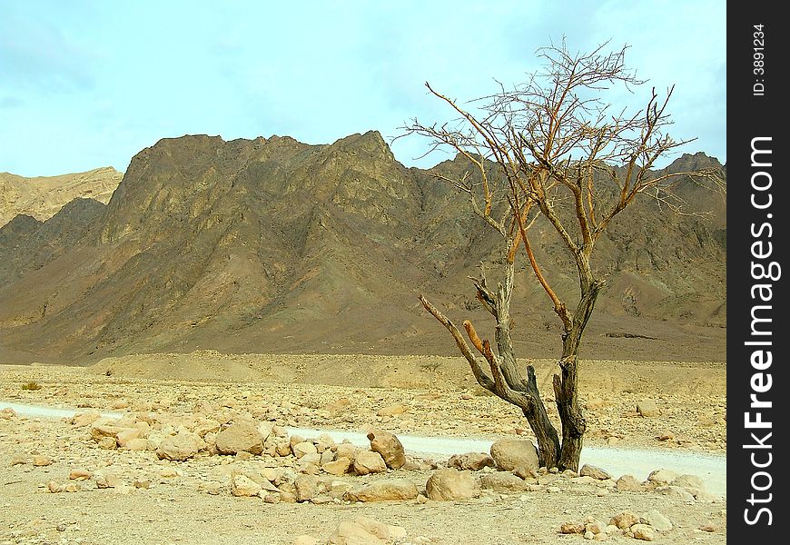 Tree in desert Arava near by expensive on background of the mountains