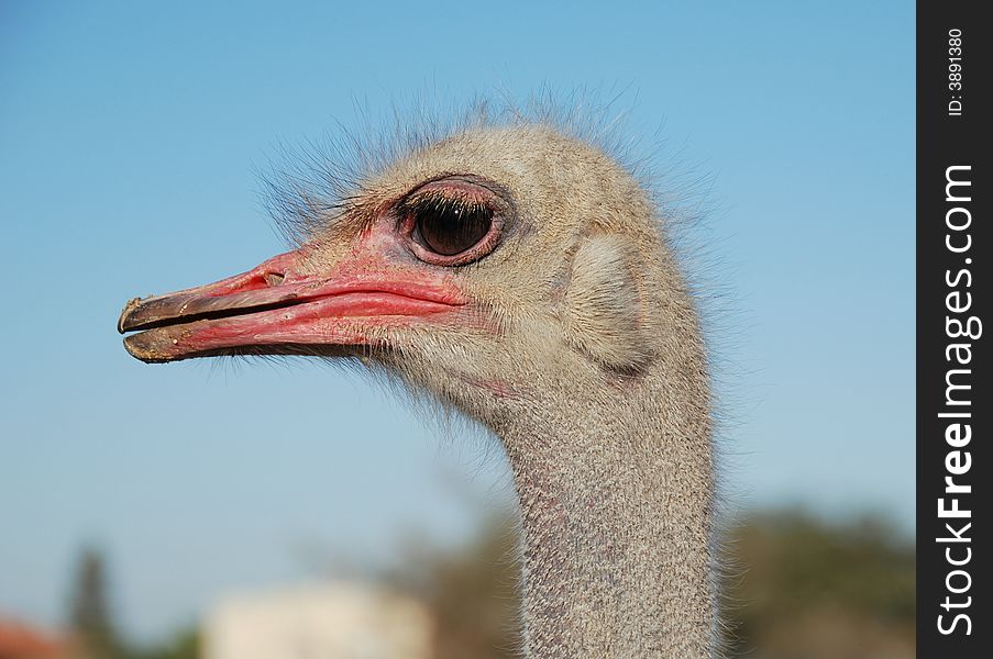 Emotions of a ridiculous ostrich close up. Emotions of a ridiculous ostrich close up