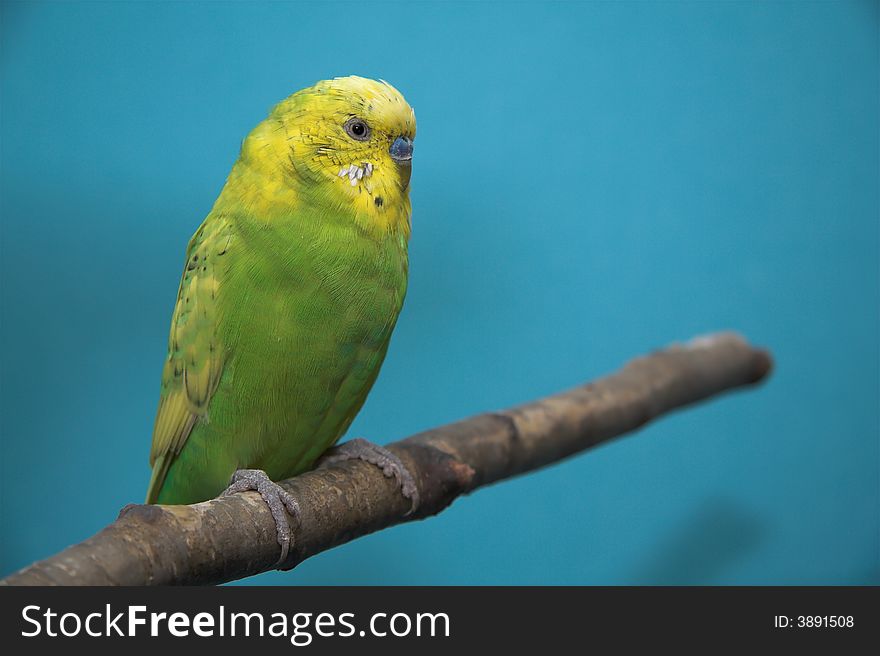 Parakeet, blue background, birch tree