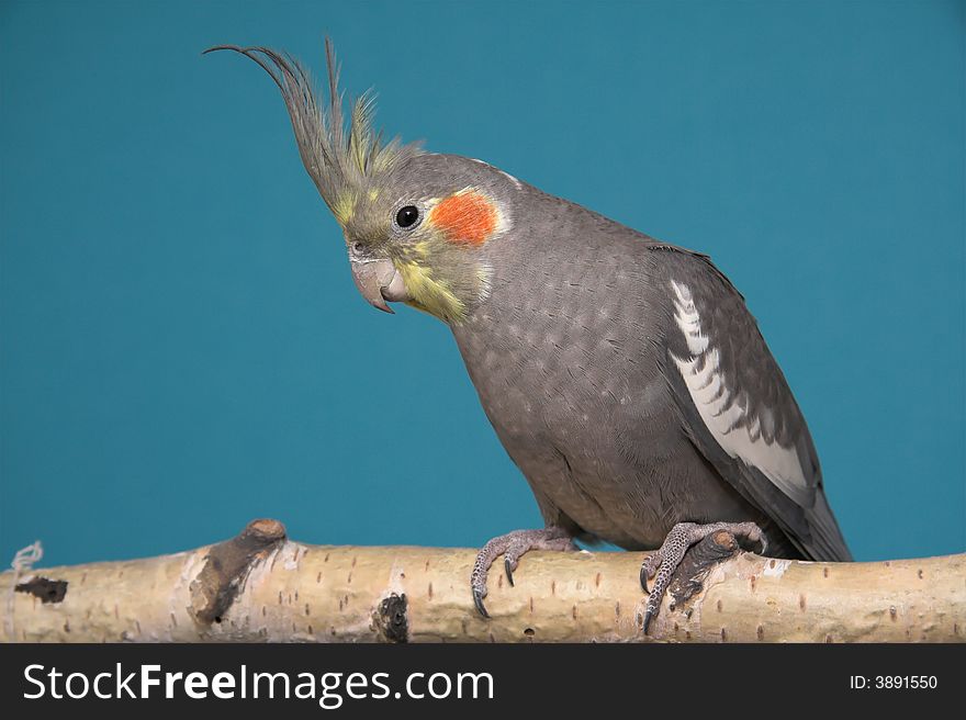 Cockatiel, blue background, birch tree